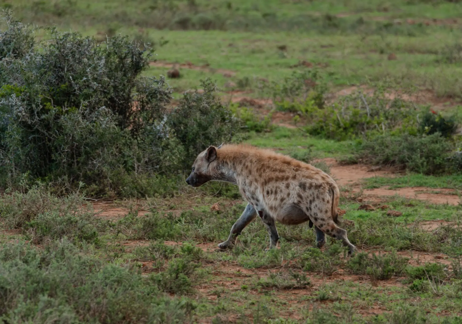 Rondreis Zuid-Afrika Addo Elephant