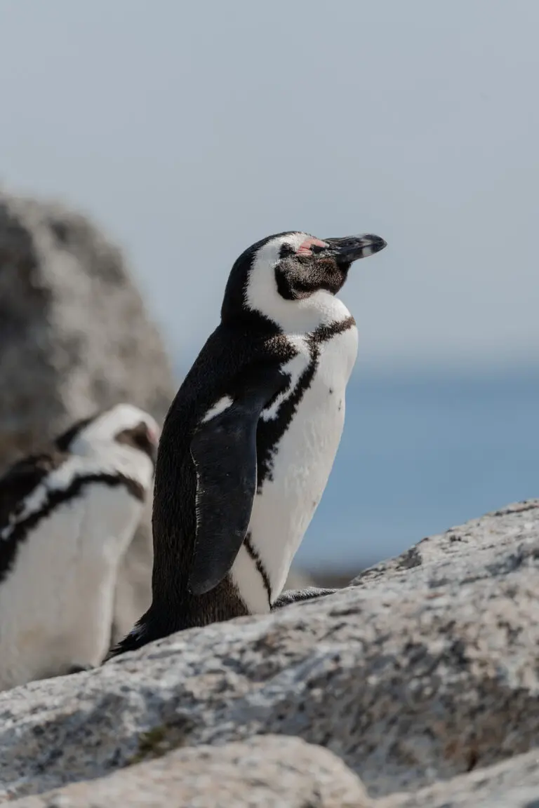Kaapstad Bezienswaardigheden