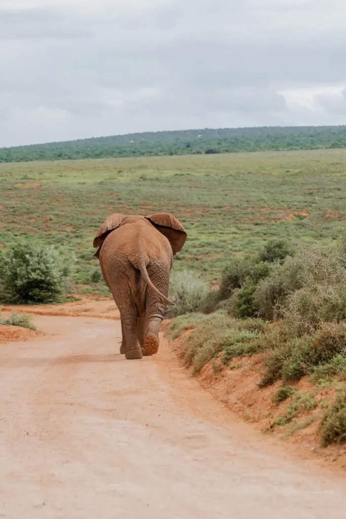 South Africa Round Trip