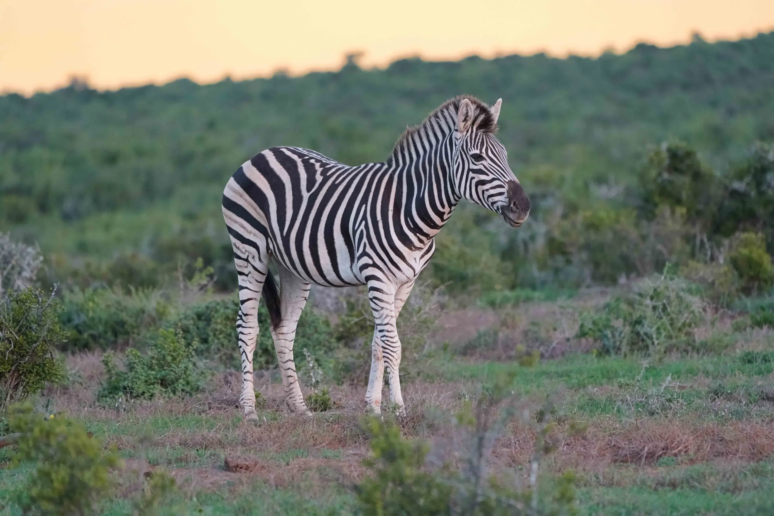 Safari in Zuid-Afrika
