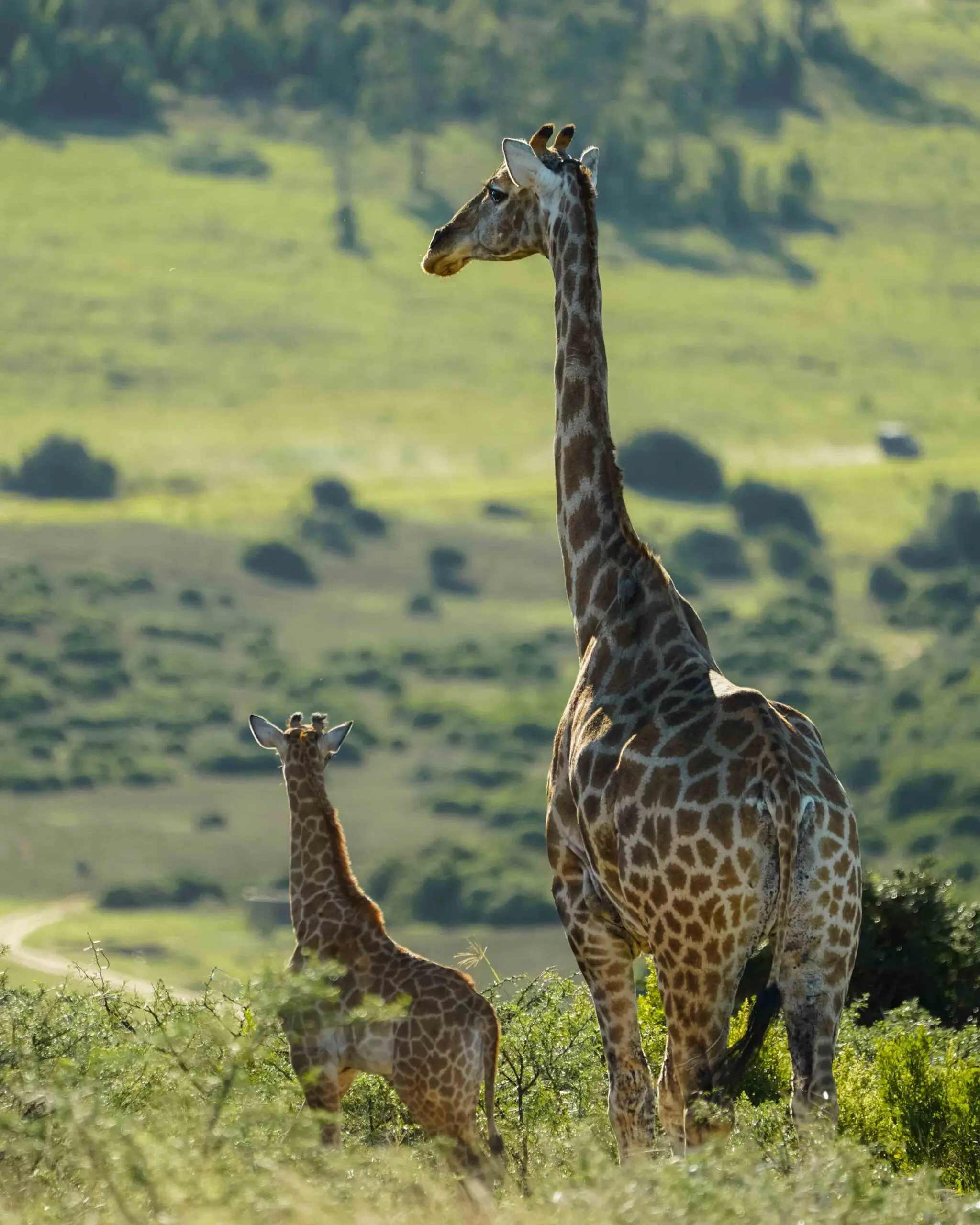 Safari in Zuid-Afrika