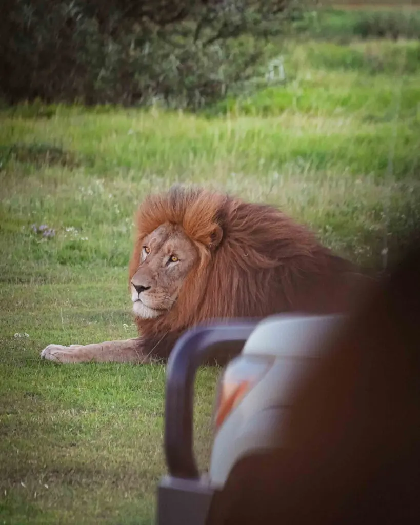 Safari in South Africa