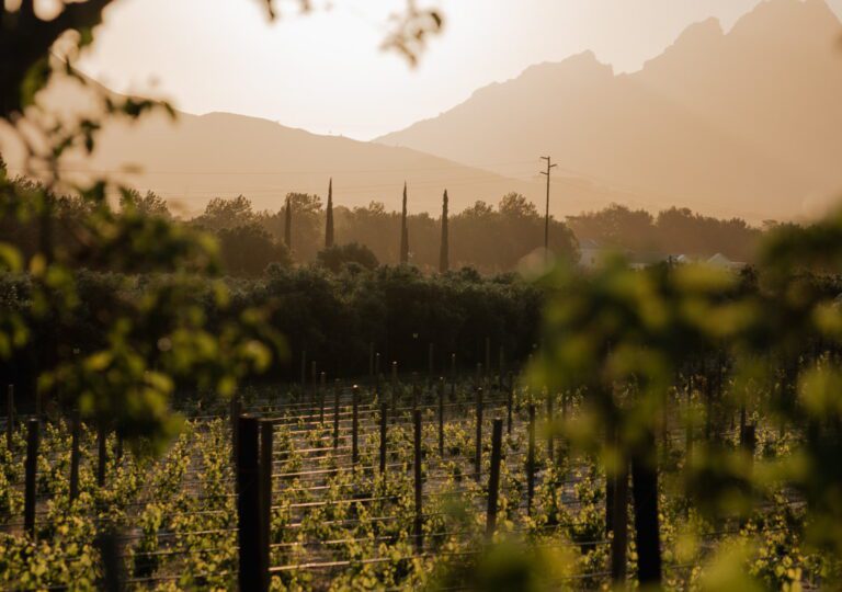 Roadtrip Zuid-Afrika Franschhoek