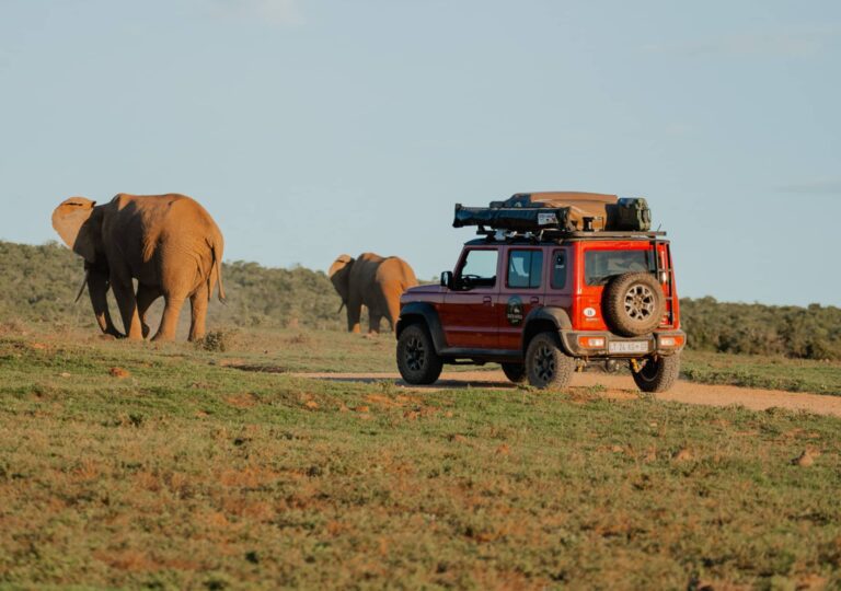 Roadtrip Zuid-Afrika Addo Elephant