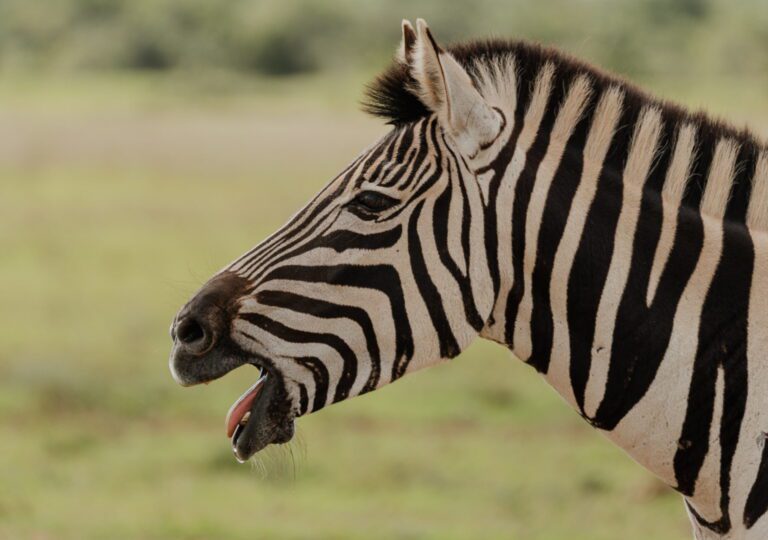 Roadtrip Zuid Afrika Addo Elephant