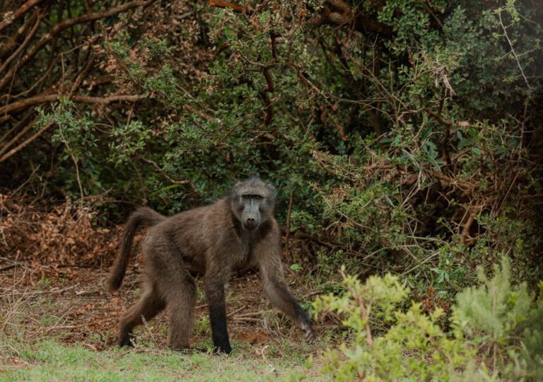 Roadtrip Zuid-Afrika Garden Route