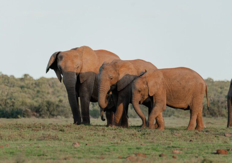 Rondreis Zuid-Afrika Addo Elephant