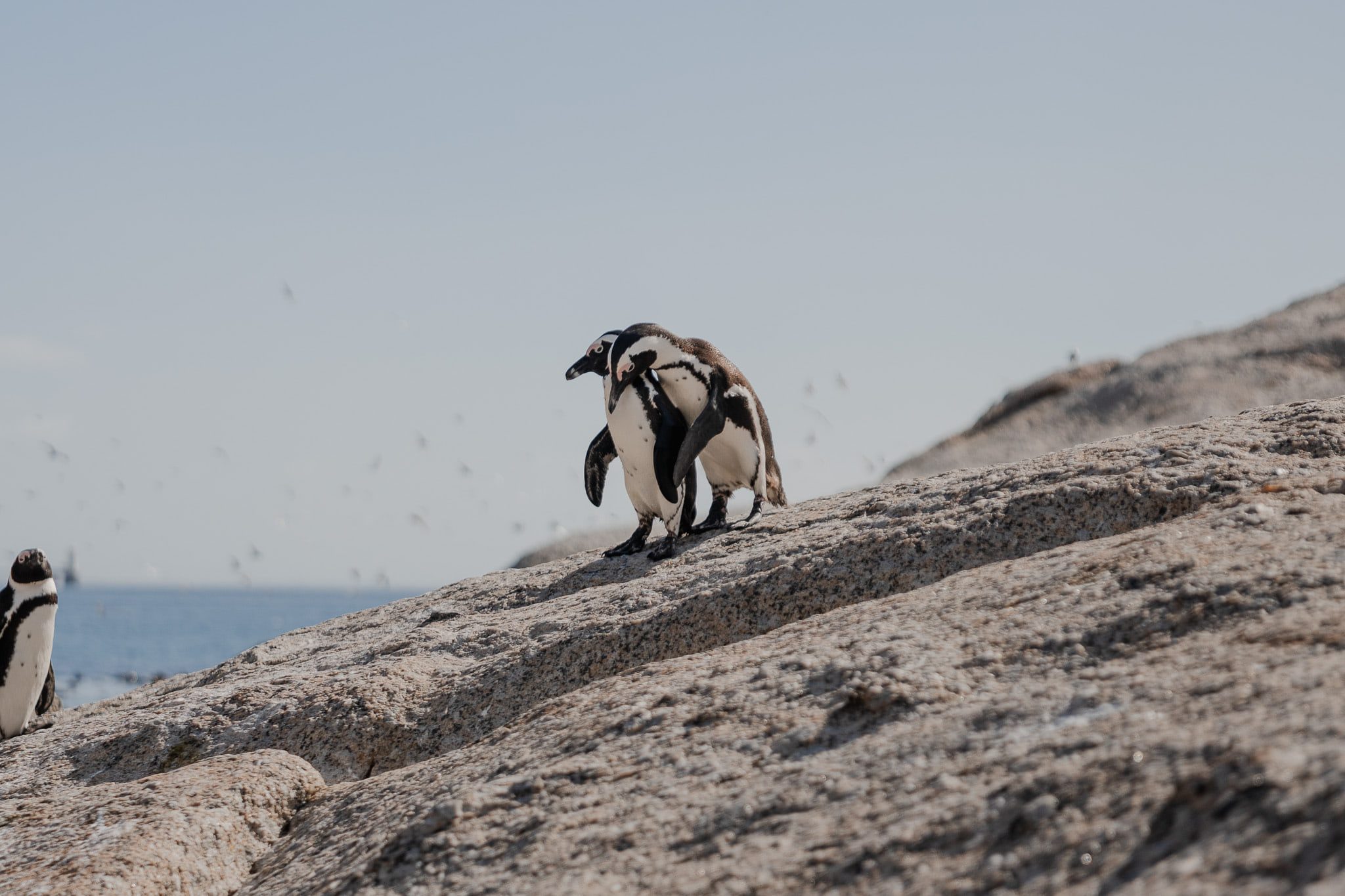 Roadtrip Zuid-Afrika pinguins