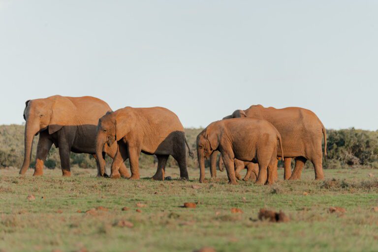 Roadtrip Zuid-Afrika Addo Elephant