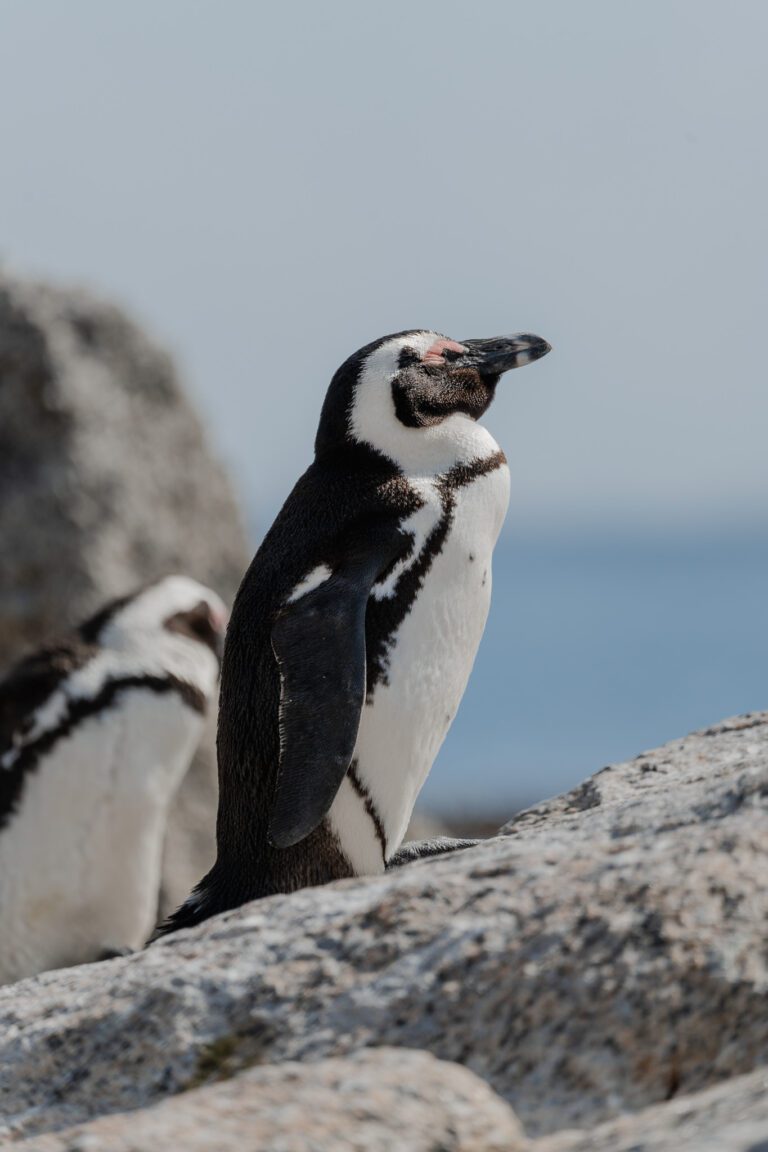 Kaapstad Bezienswaardigheden