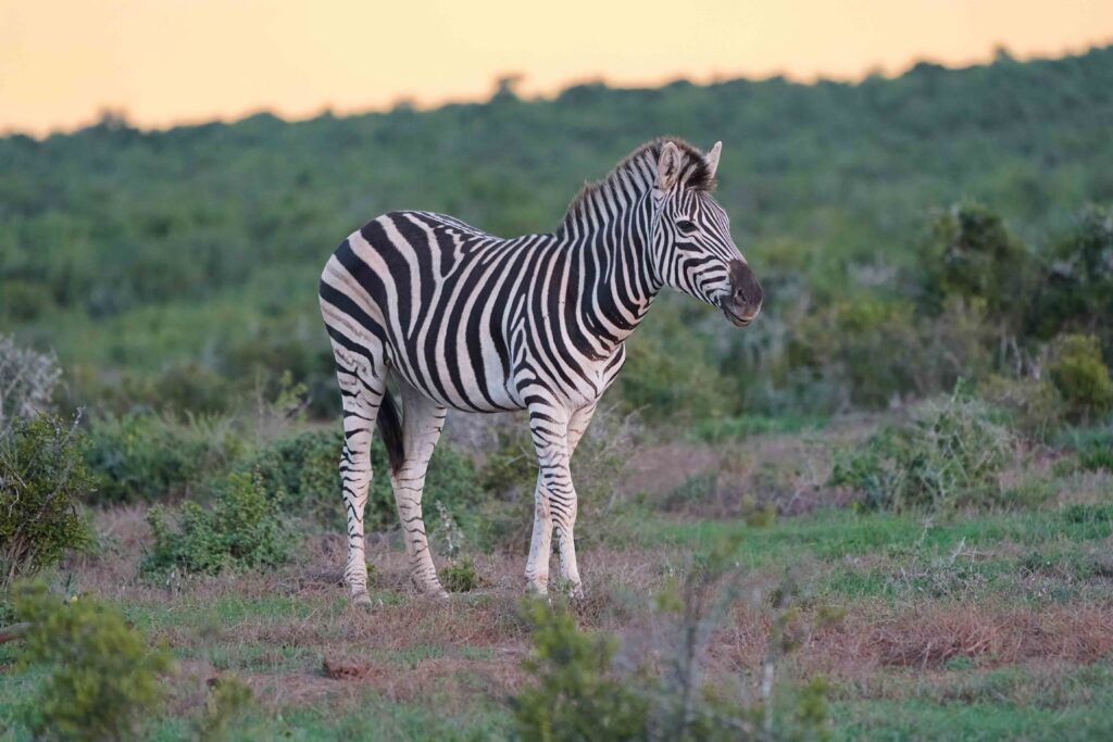 Safari in Zuid-Afrika