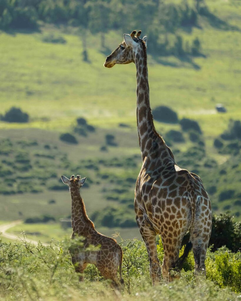 Hoogtepunten in Zuid-Afrika